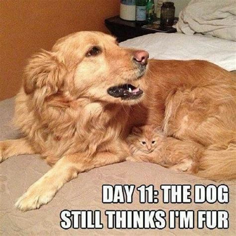 funny cat and dog memes